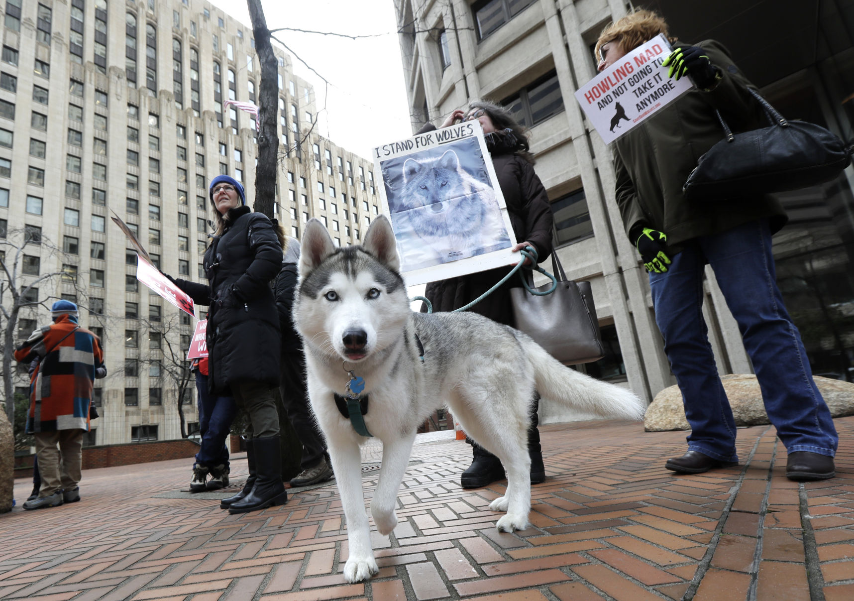 15. Siberian huskies